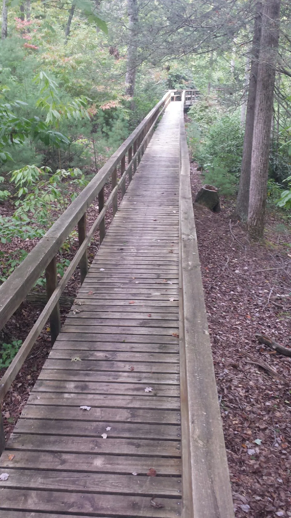 Long wood walkway with handrails built through the woods in Jamestown